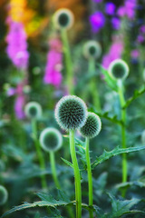 Image showing Globe thistle, plant and nature in spring meadow or closeup, fresh and natural wild vegetation. Ecology and pollen flower or biodiversity for environmental sustainability in garden grow or earth day