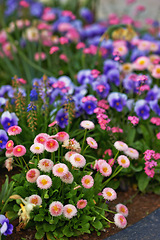 Image showing Flowers, chrysanthemum and pansies with growth in garden, pasture and greenhouse at countryside in Canada. Plants, terrace and grassland by petals blooming on landscape, conservatory and nursery