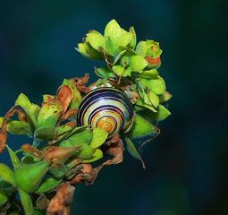 Image showing Snail, shell and plant closeup in nature on leaf stem, greenery pest for gardens and vegetation. Spring, botany and biodiversity, ecology and environmental mollusk for earth day for eating flora