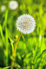 Image showing Dandelion, flower and plant in meadow at countryside, field and landscape with grass in background. Botanical garden, pasture and echinops with petals in bloom in backyard, bush or nature in Spain