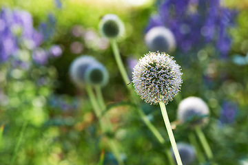 Image showing Wildflowers, thistle and meadow at countryside, environment and landscape in rural Japan. Botanical garden, pasture and grassland with echinops in bloom in backyard, bush or nature for ecology