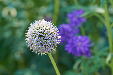 Image showing Thistle, flowers and hyacinth in meadow at countryside, field and landscape with plants in background. Botanical garden, pasture and echinops by petals in bloom in backyard, bush or nature in Spain