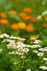 Image showing Daisy, garden and plant for spring closeup medicinal plant or fresh vegetation. Pollen and ecology or biodiversity or environmental sustainability, Bellis perennis growth or botanical earth day