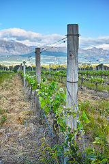 Image showing Vineyard, wine farm and plants in field, nature and environment with greenery in outdoor countryside. Natural landscape, agriculture for sustainability and agro business in winelands with ecology