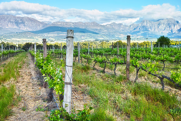 Image showing Vineyard, agriculture and plants in field, environment and nature with greenery in outdoor countryside. Natural landscape, wine farming for sustainability and agro business in winelands with ecology