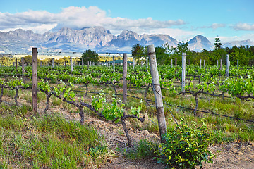 Image showing Vineyard, agriculture and plants in field, nature and environment with greenery in outdoor countryside. Natural landscape, wine farming for sustainability and agro business in winelands with ecology