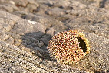 Image showing Dry sea urchin, rocks and environment with sunshine, beach and tidal pool with adventure and eco friendly. Empty, vacation and nature with summer or natural with earth or ecology with animal or shell