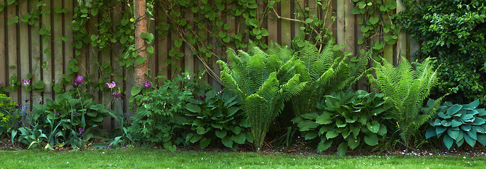 Image showing Shrubs, wall and plants in backyard garden, spring and nature for earth day. Growth, bush and greenery in environmental sustainability and decoration, ecology or botanical foliage and leaf in outdoor