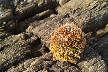 Image showing Dry sea urchin, rocks and environment with summer, beach and tidal pool with adventure and ecology. Empty, vacation and nature with sunshine or natural with earth or eco friendly with animal or shell