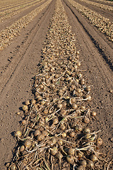 Image showing Onions, farm and soil with field, dirt and agriculture with vegetable and ground. Food, nature and environment with countryside, growth and sustainability with harvest and ecology or horticulture