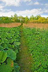 Image showing Farm, field and walkway with plant in nature, agriculture on earth day for spring sustainable and natural development with green herb. Environment and ecology or healthy vegetables for calm blue sky