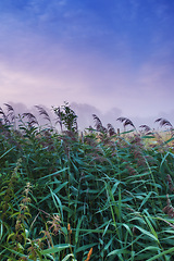 Image showing Field, nature and plants with mist, fog and calm with countryside and landscape. farm, sky and ecology for growth, carbon capture and serenity with peaceful meadow and harvest with reeds and pasture