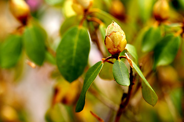 Image showing Horse chestnut, tree and bud in spring for ecosystem, agriculture and conservation of nature. Ecology, garden and growth for plants and sunshine, sustainability for earth day in closeup vegetation