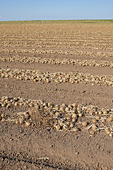 Image showing Onions, farm and ground with field, dirt and agriculture with vegetable and soil. Food, nature and environment with countryside, growth and sustainability with harvest and ecology or horticulture