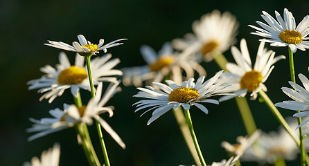 Image showing Flower, daisy and petals in bloom at garden, nature and backyard for vegetation, growth and landscape. Summer, plants and pasture with blossom in field, nursery or meadow for ecosystem sustainability