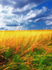Image showing Wheat, field and landscape with clouds in sky for wellness, nature and countryside for harvest. Grass, straw and golden grain for farming, environment and open crop for rural life or agriculture view