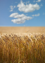 Image showing Wheat, field and grass with clouds in sky for wellness, nature and countryside for harvest. Landscape, straw and golden grain for farming, environment and open crop for rural life or agriculture view