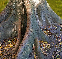 Image showing Tree, autumn and leaves in outdoor, root and trunk for environment and nature conservation in landscape. Oak, ground and woods in forest, jungle or garden in fresh air and scenery in wilderness