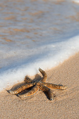 Image showing Starfish on the beach