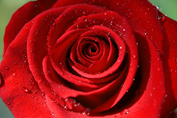 Image showing Close-up of Red Rose after rain