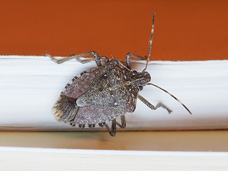 Image showing brown marmorated stink bug insect animal