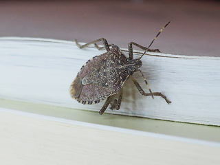 Image showing brown marmorated stink bug insect animal