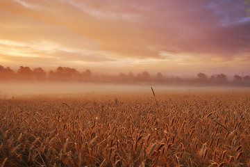 Image showing Clouds, wheat or fog for sunlight, dramatic or sky in mysterious, meadow or landscape for wallpaper. Field, grain and mist in golden dusk for harvest in natural countryside for peaceful panorama