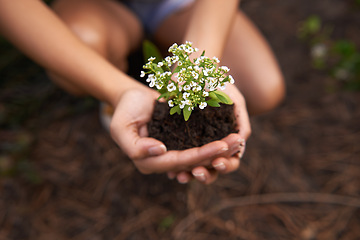Image showing Hands, soil and flower for gardening and ecology, growth and botanical with sustainability in environment. Nature, plant for landscaping and closeup of fertilizer, person and Spring blossom outdoor