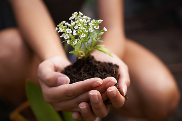 Image showing Hands, soil and flower for garden and ecology, growth and botanical with sustainability in environment. Nature, plant for landscaping and closeup of fertilizer, person and Spring blossom outdoor