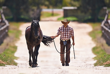 Image showing Cowboy, leading or horse by reins on farm for walk or colt training on western ranch in country. Strong, stallion or healthy animal of american quarter thoroughbred, outdoor and exercise for bonding