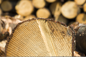 Image showing tree trunks in the forest