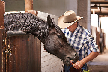 Image showing Man, farmer and feeding a horse in stable for care with bonding, support and help in Texas. Mature, male person and livestock in ranch with domestic animal in countryside for agriculture work.