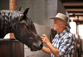 Image showing Horse, farm and ranch with mature man in barn or stable for work in agriculture or sustainability. Cowboy, texas or western and animal farmer feeding apple to stallion for equestrian training