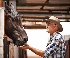 Image showing Man, farmer and helping a horse in stable for care with bonding, feeding and support in Texas. Mature, male person and cowboy in ranch with domestic animal in countryside for agriculture work.