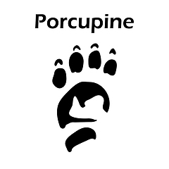 Image showing Porcupine Footprint