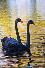 Image showing black swans couple on lake at dawn