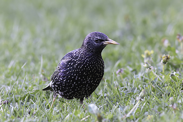 Image showing colorful starling on green lawn in the park