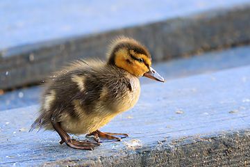 Image showing cute newbord mallard duckling