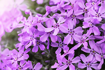 Image showing downy phlox in beautiful light