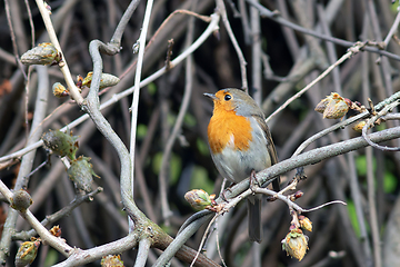 Image showing european robin in spring season