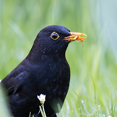 Image showing extreme closeup of male common blackbird