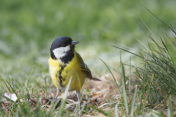 Image showing great tit foraging for food in the park