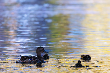 Image showing mallard family on pond at dusk
