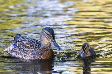 Image showing mother mallard with baby duckling