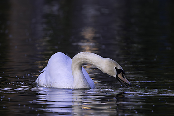 Image showing mute swan searching for food on pond