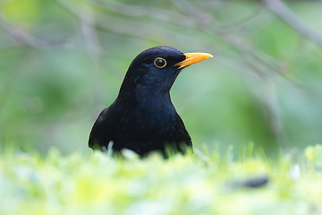 Image showing closeup of beautiful blackbird male