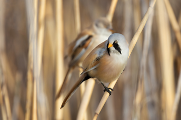 Image showing colorful male bearded reedling