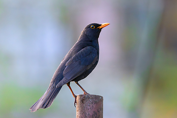 Image showing common blackbird in beautiful dawn orange light