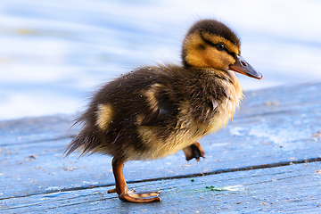 Image showing cute mallard duckling walking near pond