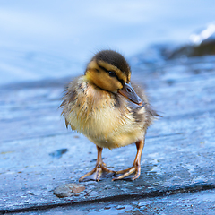 Image showing cute newborn mallard duckling closeup